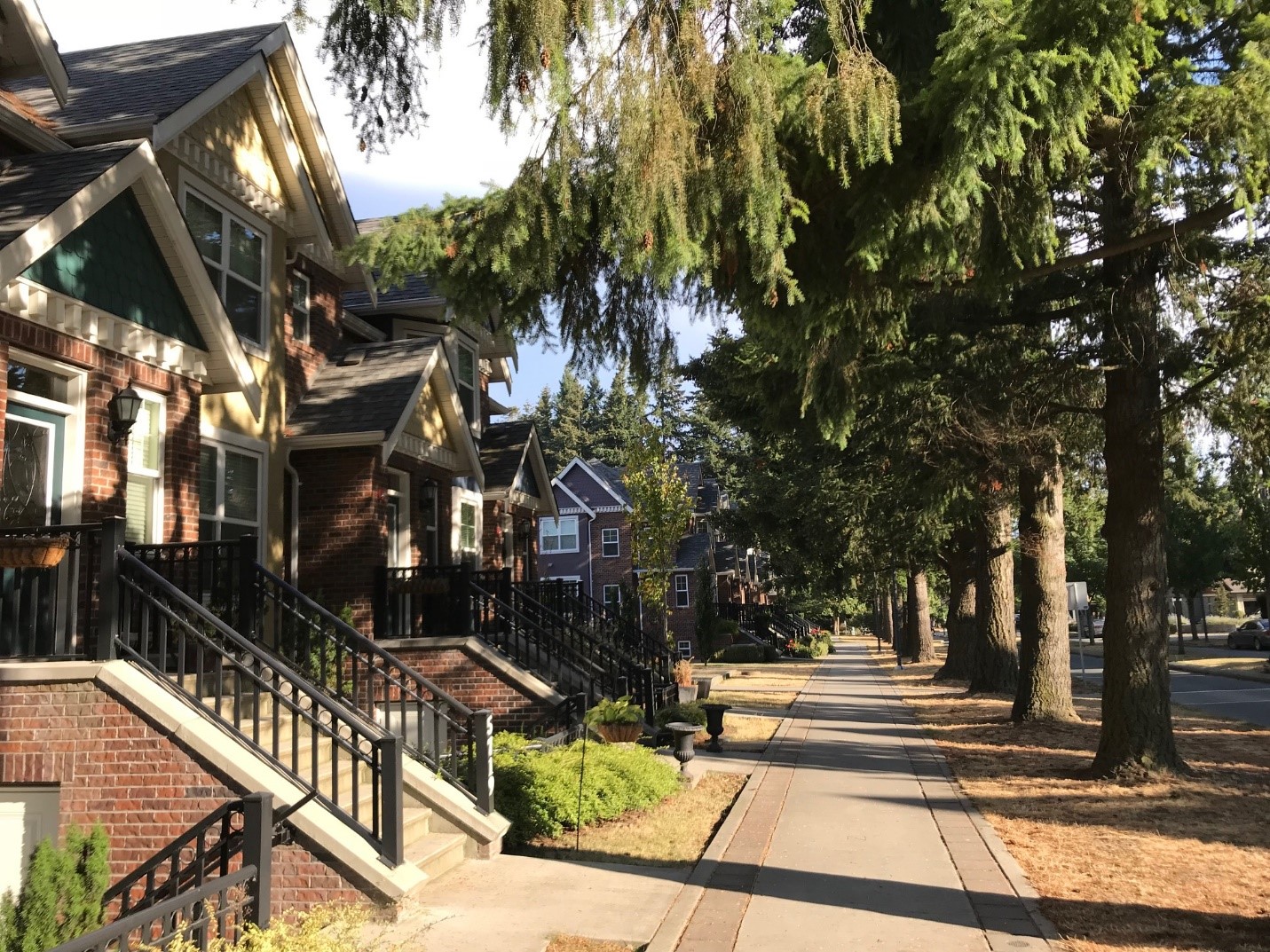 Mature Douglas Fir trees retained at Garrison Crossing development.